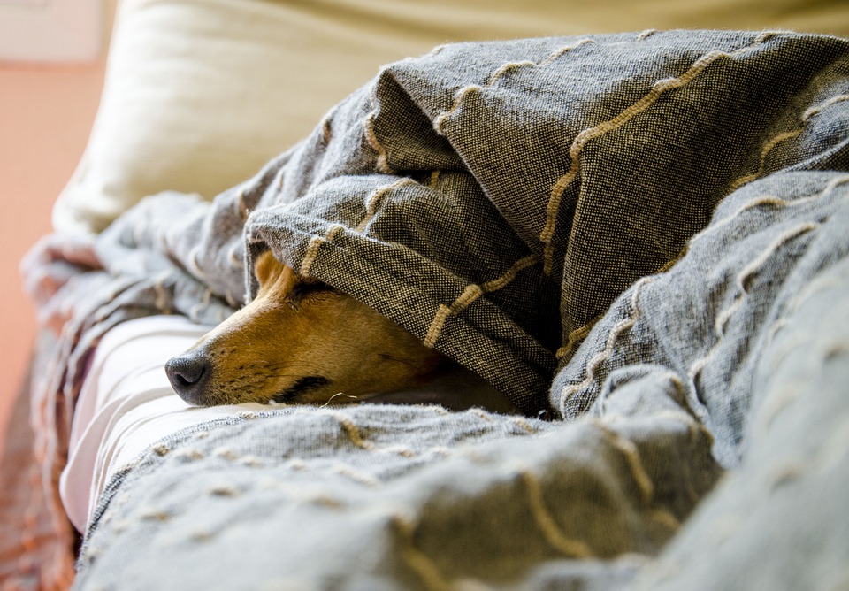 Toiletter son chien: quelques étapes indispensables.