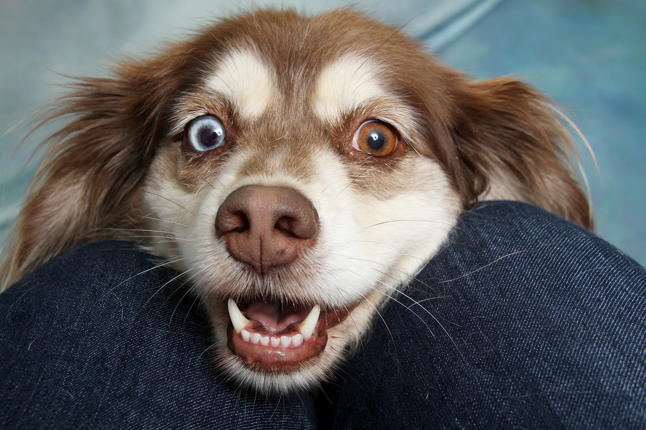 Penser à l'hygiène de votre chien pour le garder en bonne santé.