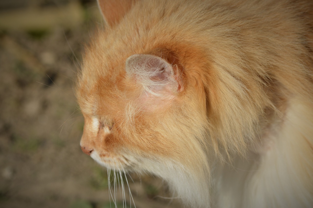 Un pelage de rêve pour votre chat : comment faire ?