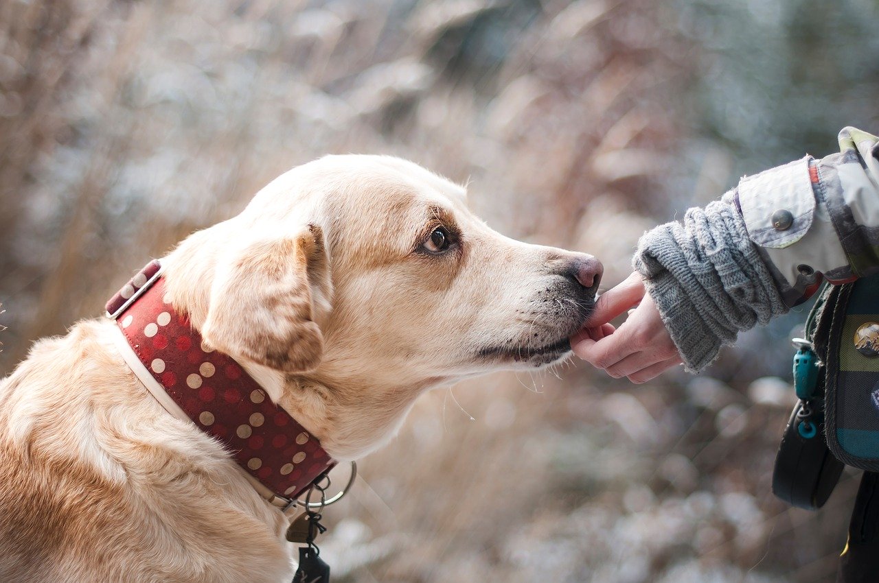 Le matériel indispensable pour éduquer ou dresser votre chien.