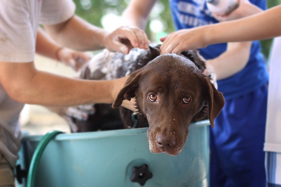 toilettage pour chien