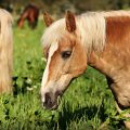 Maîtrisez l'alimentation chez les chevaux.