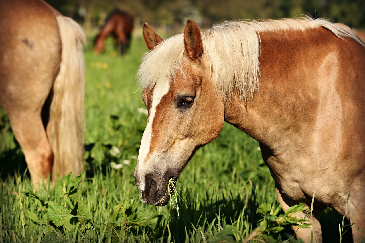 Maîtrisez l'alimentation chez les chevaux.