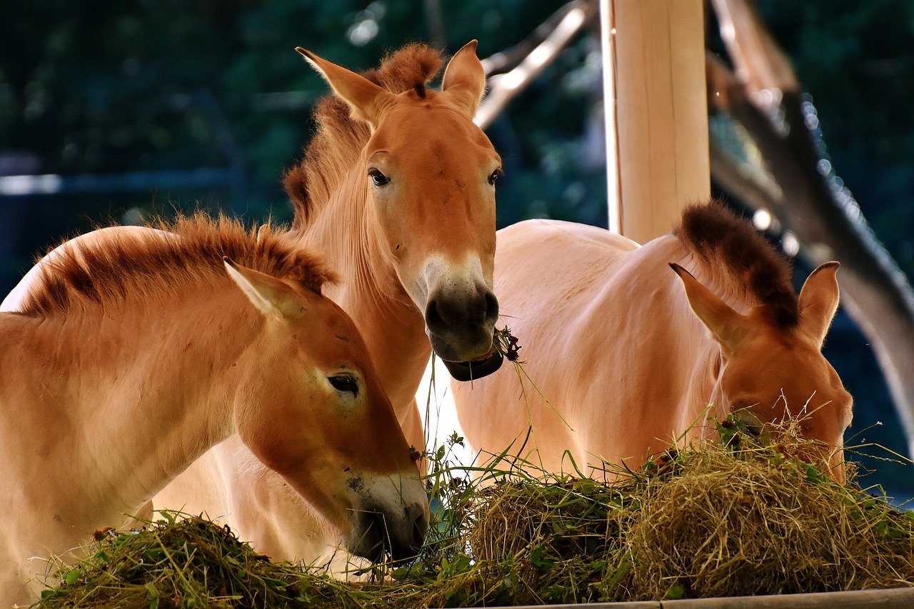 Maîtrisez l'alimentation chez les chevaux.