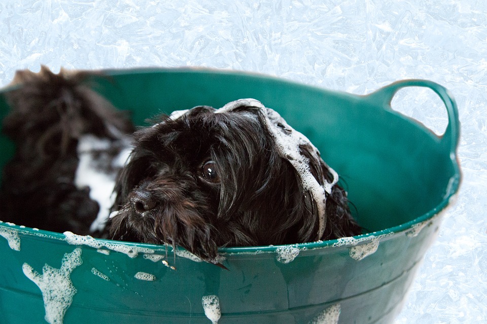 toilettage pour chien